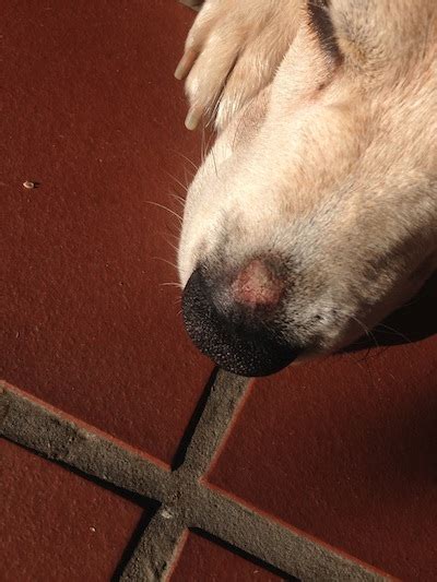 What Is This Black Spot Or Scab On My Dogs Nose Ask A Vet