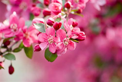 The Robinson Crabapple Tree Minneopa Orchards