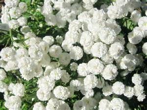 Small white flowered indoor plants. What's on in Blackburn: Monday, 13th August to Sunday ...