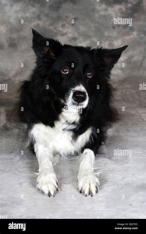 Border Collie Canis Lupus Familiaris Lying Dog Portrait Stock Photo