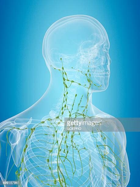 Lymphatic System Illustration Photos And Premium High Res Pictures