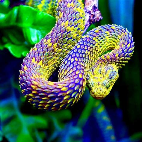 Pretty Snakes Cool Snakes Colorful Snakes Beautiful Snakes Pretty