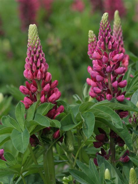 Many are grown as ornamentals, including the texas. Lupine 'Edelknabe' - Schönstes Stauden-Sortiment ...