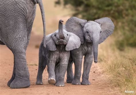 Selling Baby Elephants Is A Conservation Scam