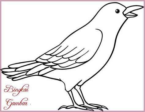 Sketsa Gambar Burung Merpati Untuk Kolase Contoh Sket