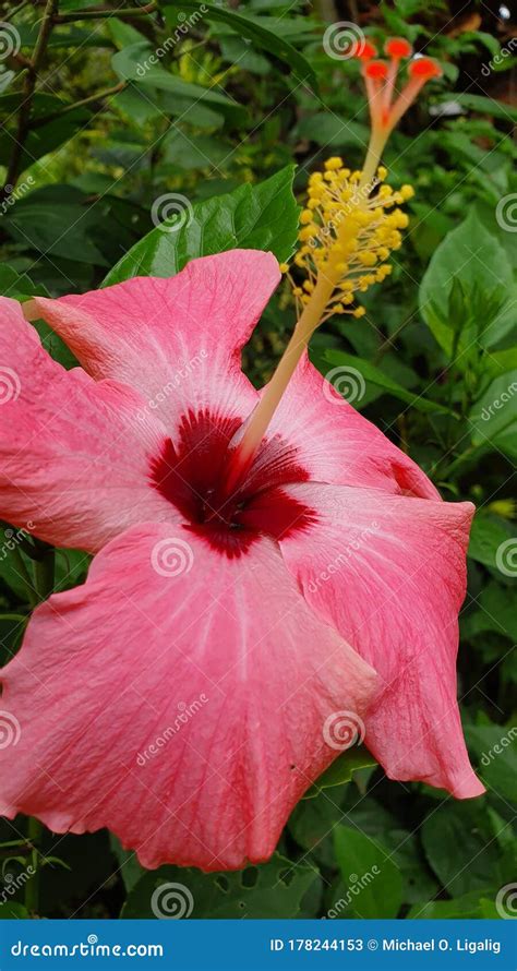 Red Pink Gumamela Flower Stock Image Image Of Nectar 178244153