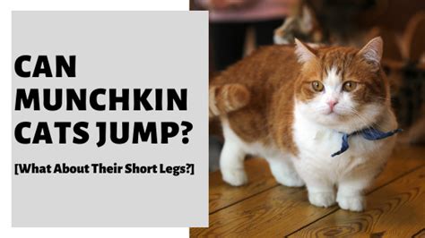Can Munchkin Cats Jump What About Their Short Legs Munchkin Cat