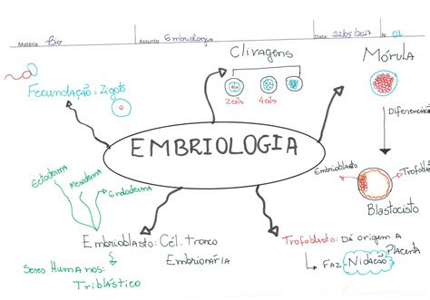 Resumo Sobre Embriologia Biologia Estuda Com ENEM