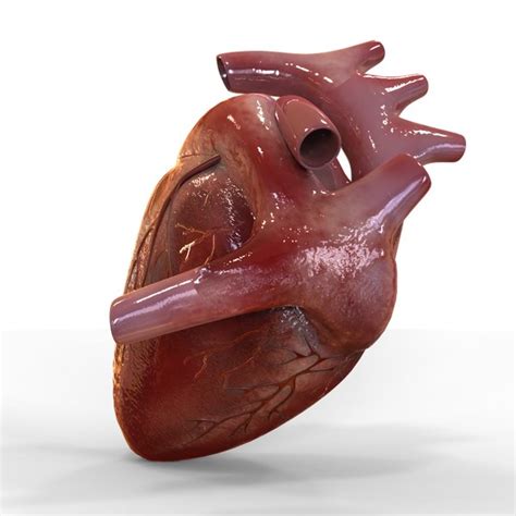 C4d Human Heart