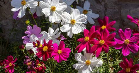 How To Grow And Care For Cosmos Flowers Gardeners Path