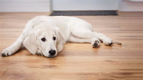Reduce Separation Anxiety In Dogs Gentedelasafor