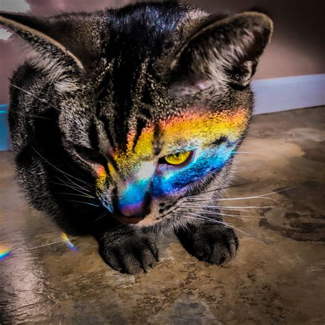Rainbow Cat Cats Rainbow Cat Animals