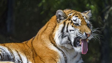 Download Wallpaper 1920x1080 Tiger Predator Animal Protruding Tongue
