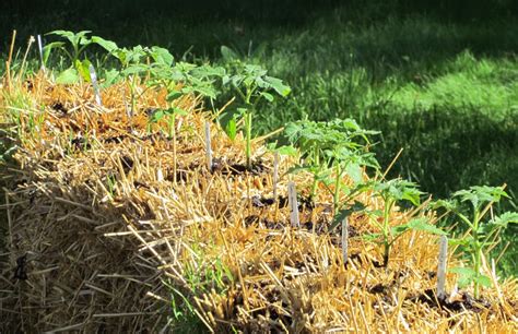 Growing Vegetables In Straw Bales Straw Bale Gardening Gardeners Supply