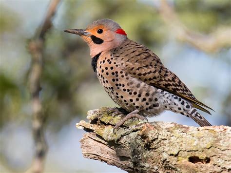 Woodpeckers Everything You Need To Know Birdfact