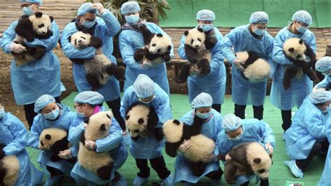 China To Build Massive Us15 Billion Panda Conservation Area Ctv News