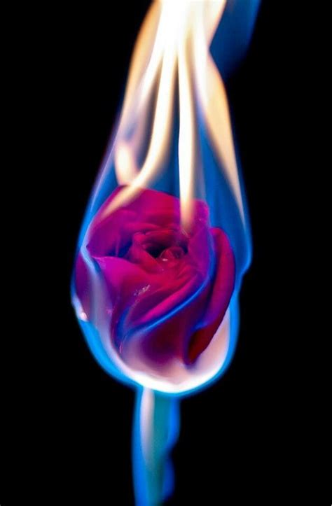 Pin By Jo Jo Amiralian On Pandoras Box Rose On Fire Fire Photography