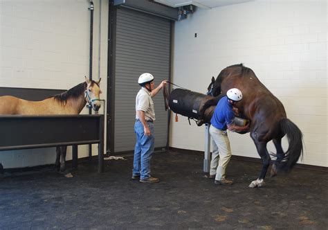 How Do Horses Mate