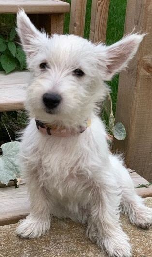 Lovey West Highland Terrier Rescue Westies In Need Canada