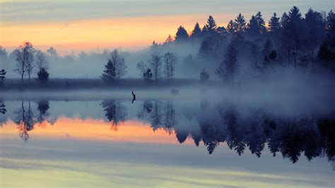 Forest Mist Nature Landscape Reflection Lake Sunrise Water
