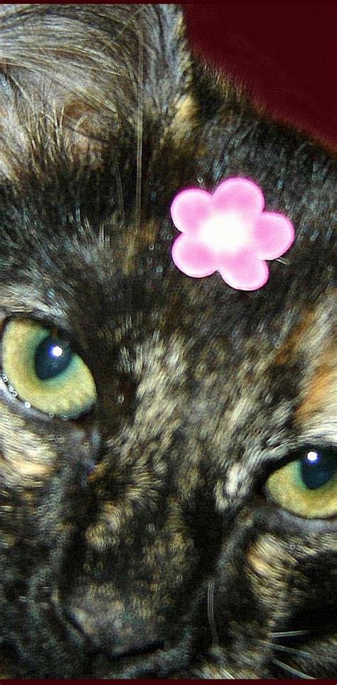 Flower Cat Wallpaper By 1artfulangel Download On Zedge D312