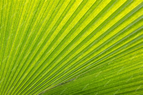 Premium Photo Abstract Palm Leaf Texture Natural Tropical Green Leaf