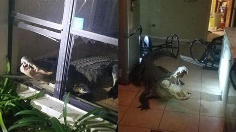 11 Foot Alligator Crashes Through Window Into Florida Home