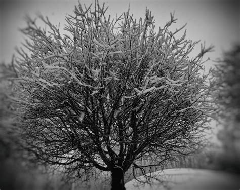 Premium Photo Black And White Winter Tree
