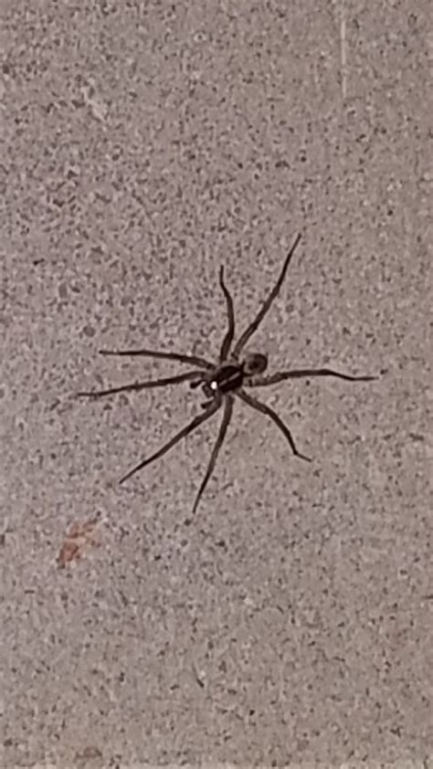 Wolf Spider Or Brown Recluse Whatsthisbug