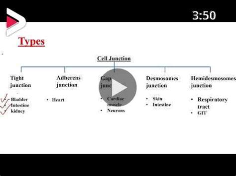 Cell Junctions Types Of Cell Junction Locations Of Cell Junctions