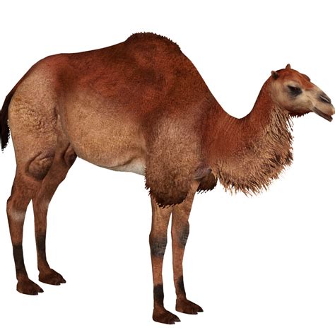Giant Camel Lgcfm And Ulquiorra Zt2 Download Library Wiki Fandom
