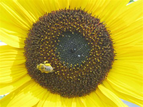 Pin By Kelly Burton On Sunflowers Fruit Sunflower Bee