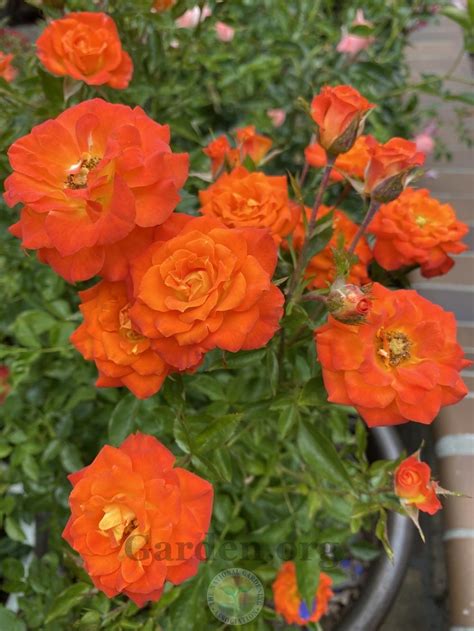 Rose Rosa Mandarin Sunblaze In The Roses Database