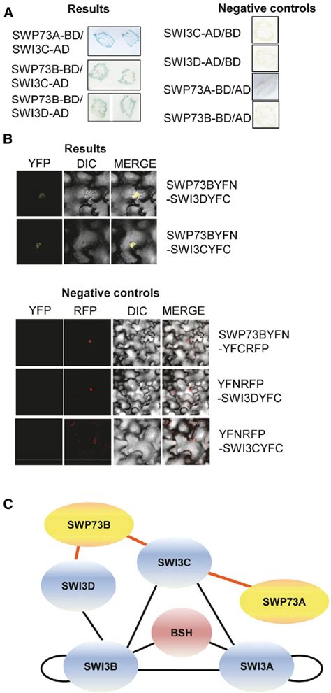 Pdf Swp73 Subunits Of Arabidopsis Swisnf Chromatin Remodeling