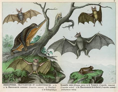 Six Types Of Bat Flying Fox Vampire Drawing By Mary Evans Picture