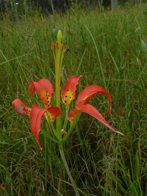 Photo Of The Bloom Of Catesbys Lily Lilium Catesbaei Posted By Admin