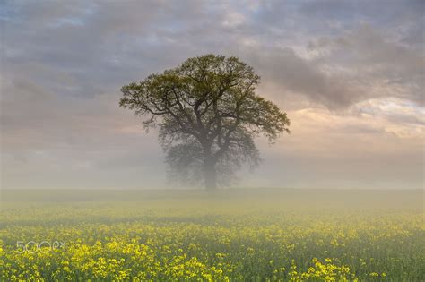 Misty Morning Misty Morning Field Landscape Landscape Photography