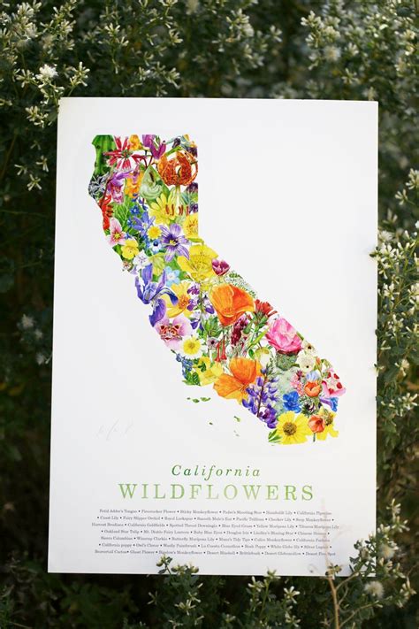 California Wildflower Poster 45 Native California Wildflowers Coyote