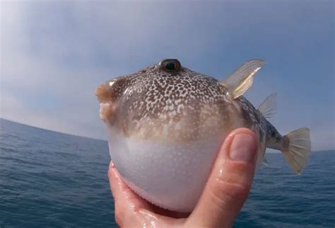 Pufferfish Toxin Symptoms Treatment And Emergency