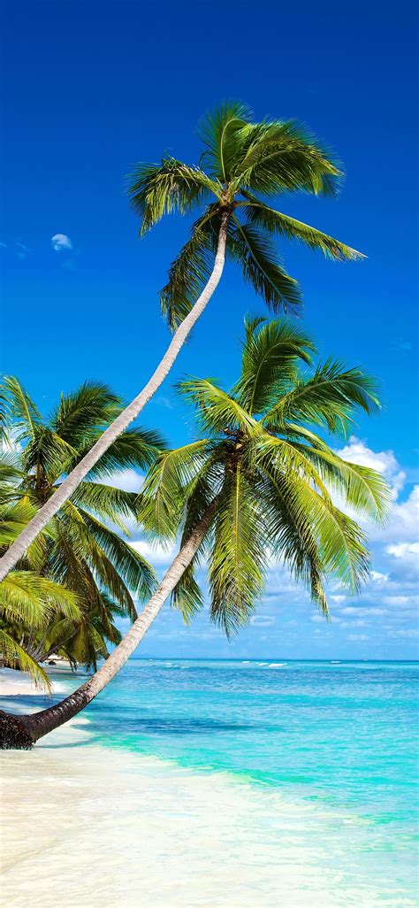 Wallpaper Beautiful Beach Palm Trees Sea Blue Sky