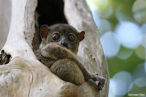 Lets Draw Endangered Species Sahafary Sportive Lemur