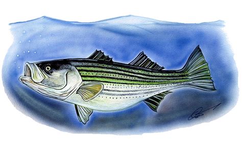 Striped Bass Painting By Dave Olsen