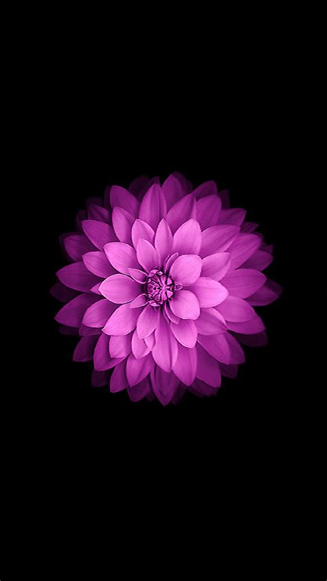 🔥 Download Apple Ios Flower Purple Black Background Petals Wallpaper By