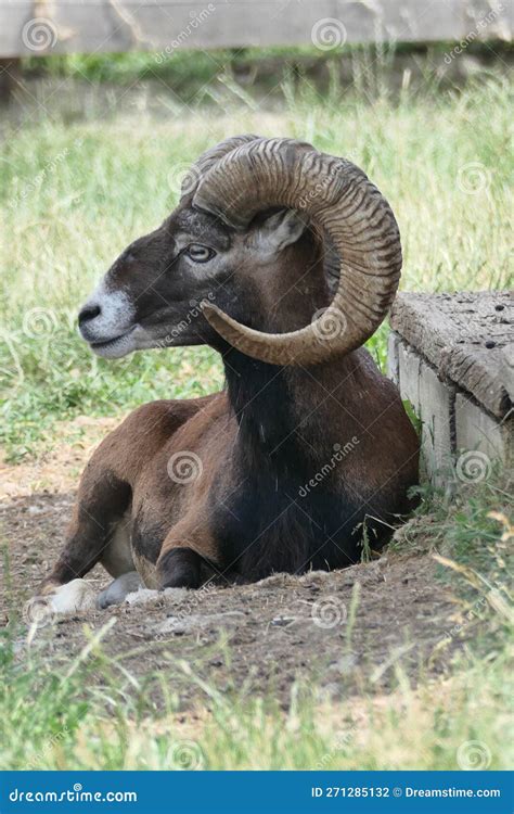 A Mouflon With Big Horns Stock Photo Image Of Cattle 271285132