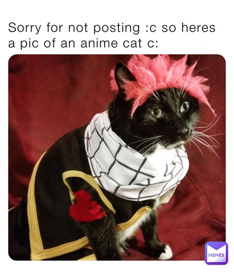 Discover 65 Anime Cat Memes Super Hot Vn