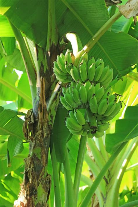 Vertical Image Of Tropical Banana Tree With Unripe Fruits In The