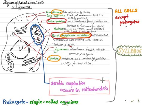 May 18, 2021 · the maturation of green fleshy fruit to become colourful and flavoursome is an important strategy for plant reproduction and dispersal. Typical animal cells | Science, Biology | ShowMe