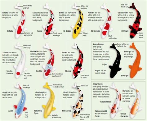 Types Of Koi Infographic Chart Guide Koi Koitattoo Koi Fish Drawing