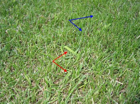 Maybe you would like to learn more about one of these? Zoysia grass question | LawnSite™ is the largest and most active online forum serving green ...
