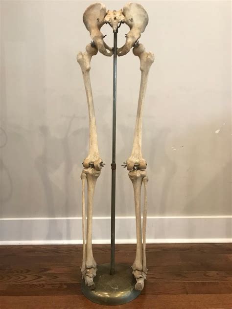 Real Human Skeleton Of Articulating Lower Extremities Leg And Foot